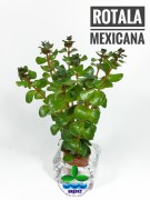 Rotala Mexicana